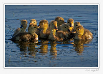 Redhead-ducklings-2-copy.jpg