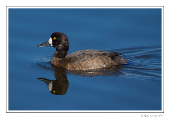 Scaup-duck-1-copy.jpg