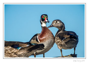 Wood-ducks-1c-copy.jpg