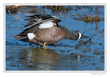 blue-winged-teal-2-copy.jpg