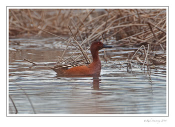 cinnamon-teal-2-copy.jpg