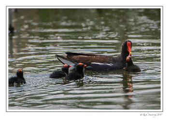 common-gallinule-1-copy-3.jpg
