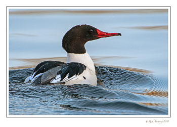 common-merganser-2-copy.jpg