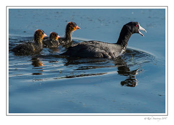 coot-family-1-copy.jpg