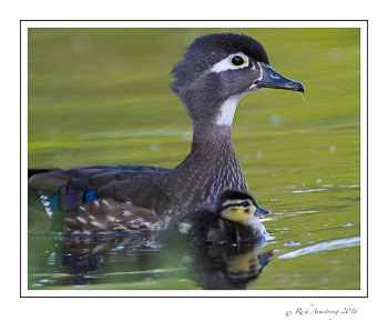 duckfamily2frm.jpg