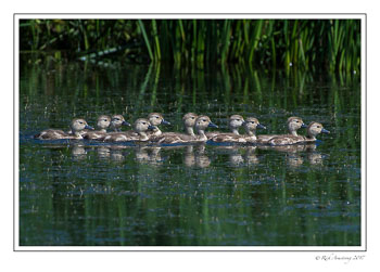 ducklings-1-copy.jpg