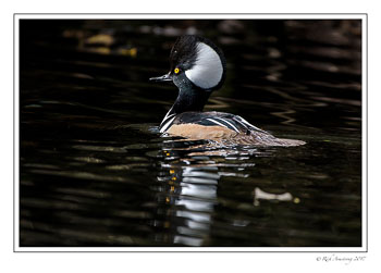 hooded-merganser-2-copy.jpg
