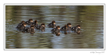 hooded-merganser-chicks-copy.jpg
