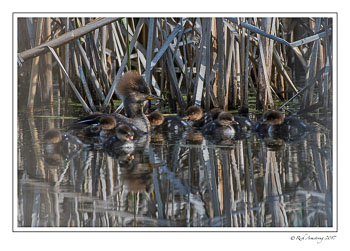 hooded-merganser-family-copy.jpg