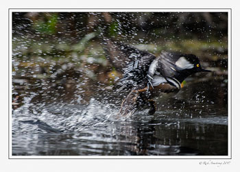 hooded-merganser-take-off-1-copy.jpg