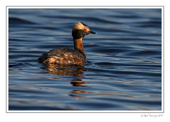 horned-grebe-1-copy.jpg