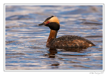 horned-grebe-2-copy.jpg