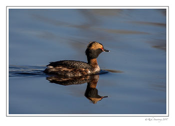 horned-grebe-3-copy-2.jpg