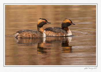horned-grebes-1-copy.jpg