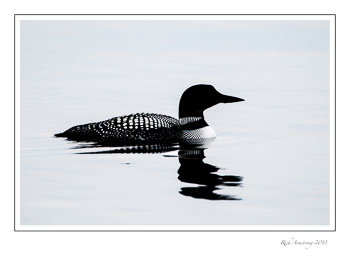 loon-1-b-n-w-frm-copy.jpg