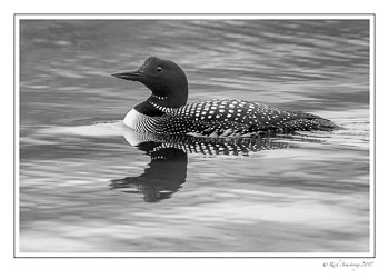 loon-1-bnw.jpg
