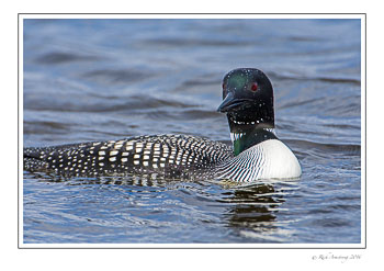 loon-10b-frm-copy.jpg