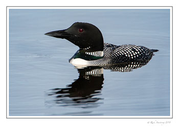 loon-14-copy.jpg