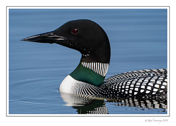 loon-17-copy.jpg