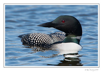 loon-1a-copy.jpg