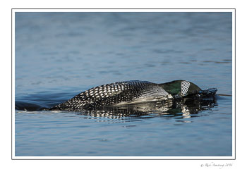 loon-1a-frm-copy.jpg