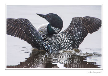 loon-1c-frm-copy.jpg
