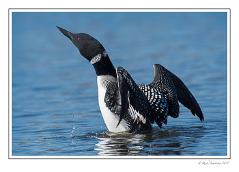 loon-1e-copy.jpg