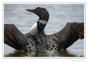 loon-1f-copy.jpg