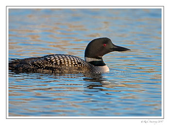 loon-1g-copy.jpg