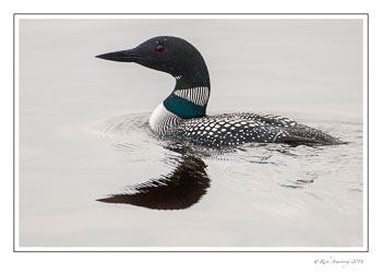 loon-1p-frm-copy.jpg