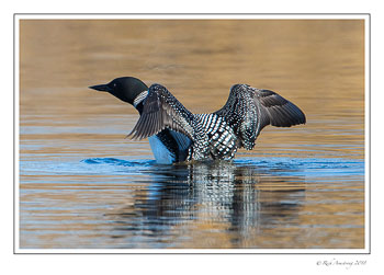 loon-2-copy-2.jpg
