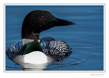 loon-2-copy.jpg