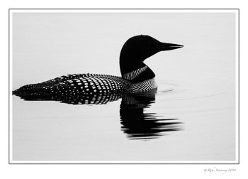 loon-2-frm-copy.jpg