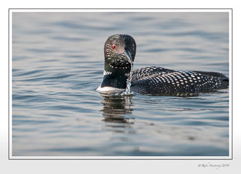 loon-2c-frm-copy.jpg