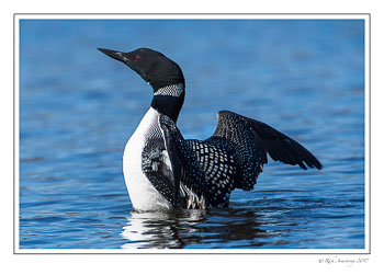 loon-2e-copy.jpg