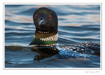 loon-2g-copy.jpg