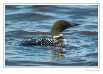 loon-2g-frm-copy.jpg