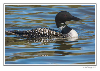 loon-3-copy.jpg