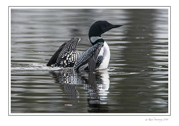 loon-3c-frm-copy.jpg