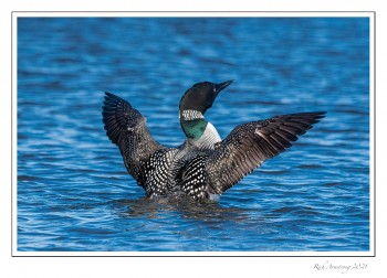 loon-3h-copy.jpg