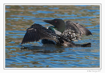 loon-4-copy.jpg