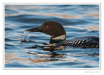 loon-4g-copy.jpg