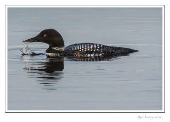 loon-4j-copy.jpg