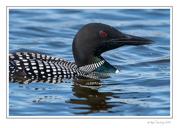 loon-5-copy.jpg