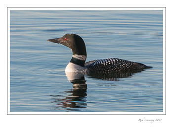 loon-5-frm.jpg