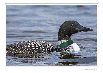 loon-5b-frm-copy.jpg