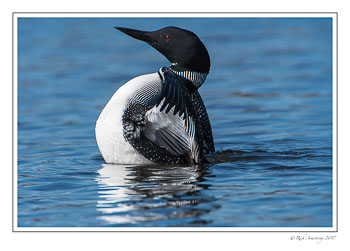 loon-5e-copy.jpg