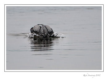 loon-6-frm-copy.jpg