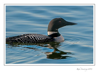 loon-6-frm.jpg