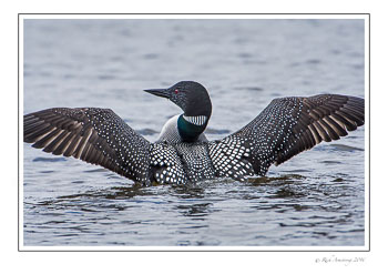 loon-6b-frm-copy.jpg